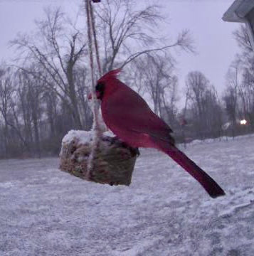 Heart Shaped Ornaments