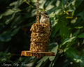 Cedar Bird Feeder Starter Kit