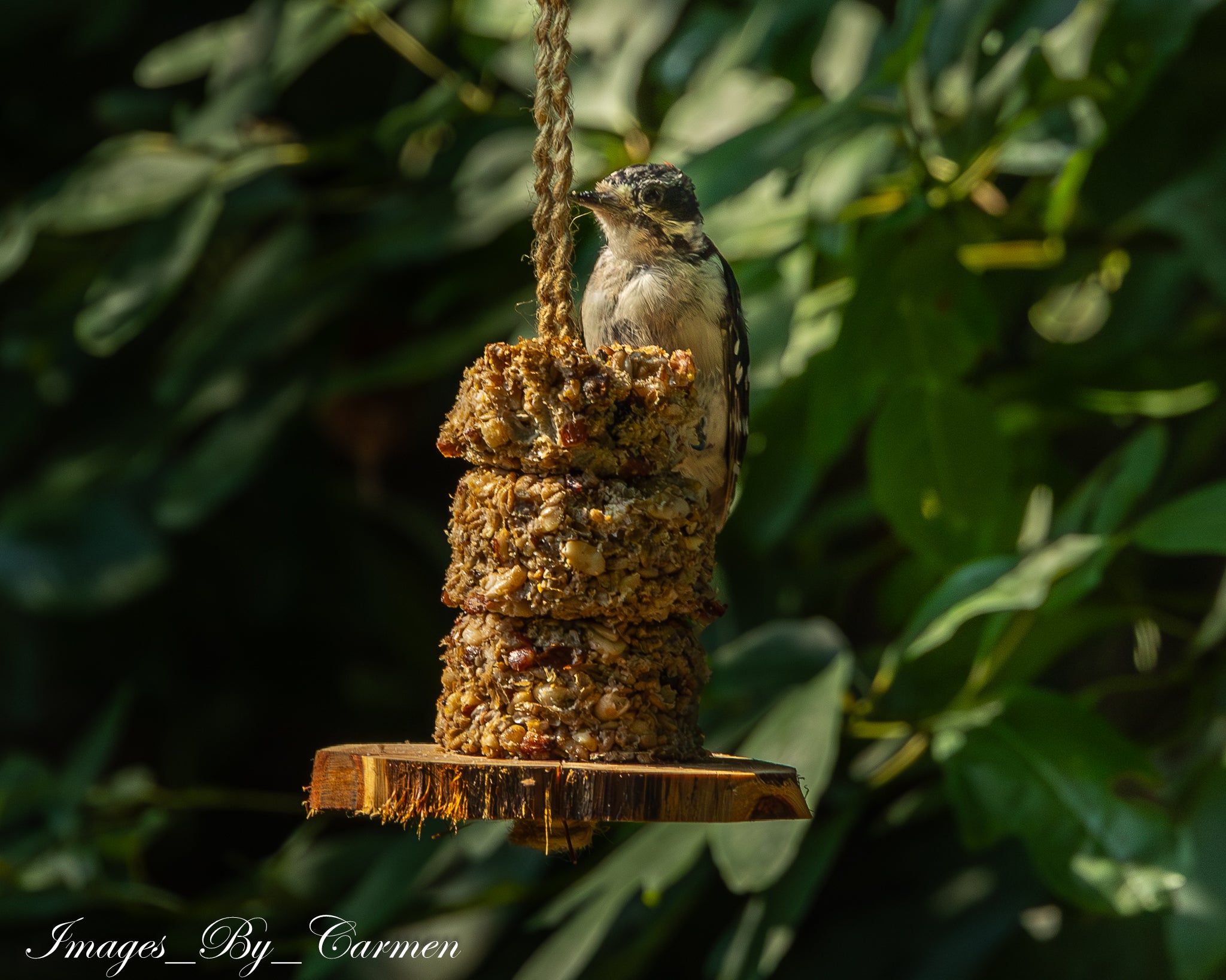Cedar Bird Feeder