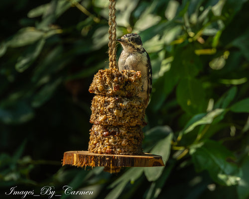 Cedar Bird Feeder