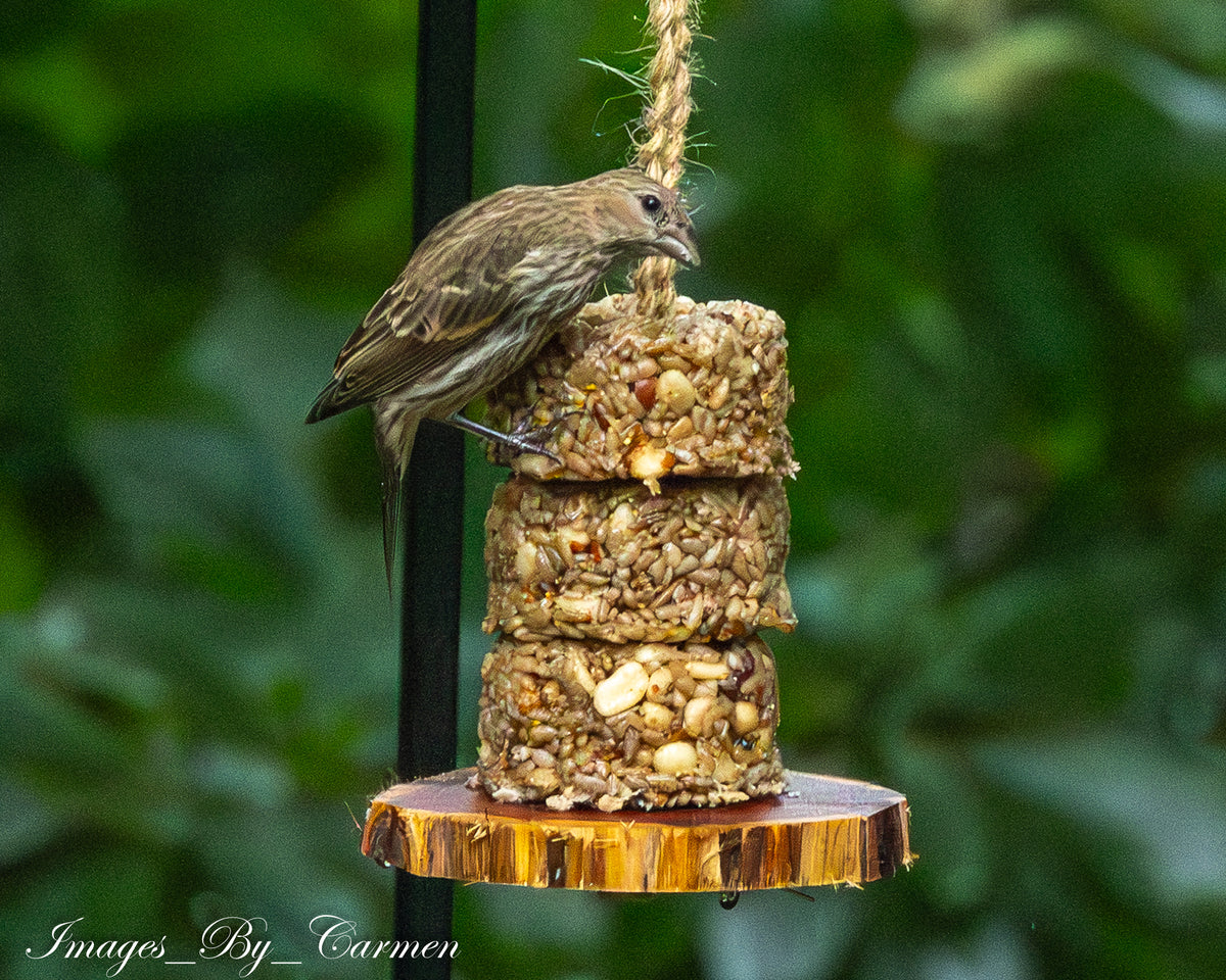 Cedar Bird Feeder and Coaster Gift Box