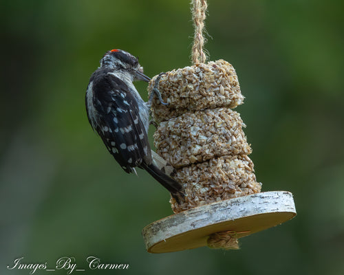 Birch Bird Feeder