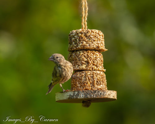 Nuts for Birds Gift Card